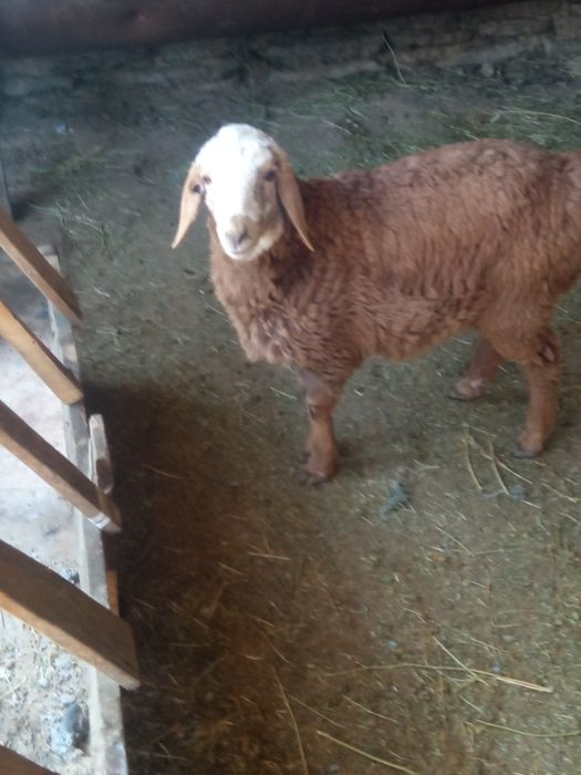 Қозы сатылады продаю