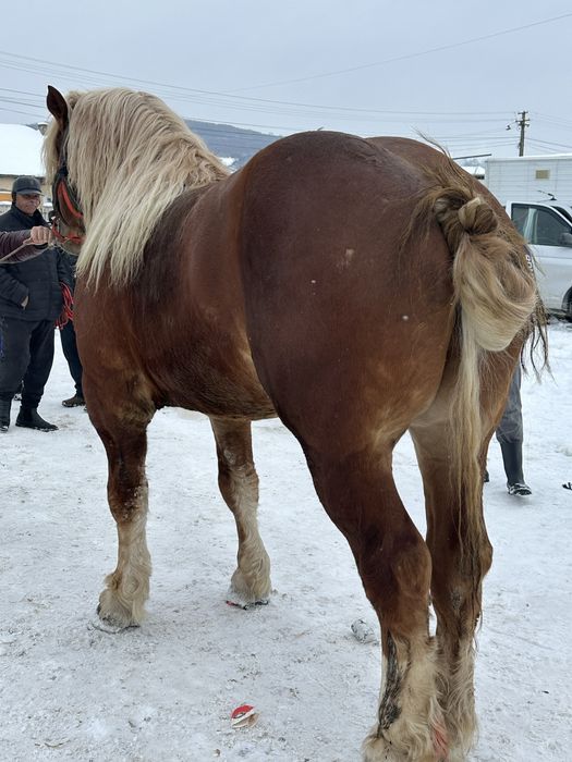 Armăsar 5-6 ani  Foarte  Blând Garantat pe garantie ‼️