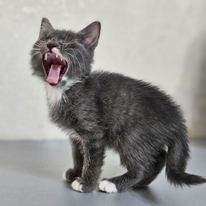 Котята в поисках дома ,  Ташкент !!!