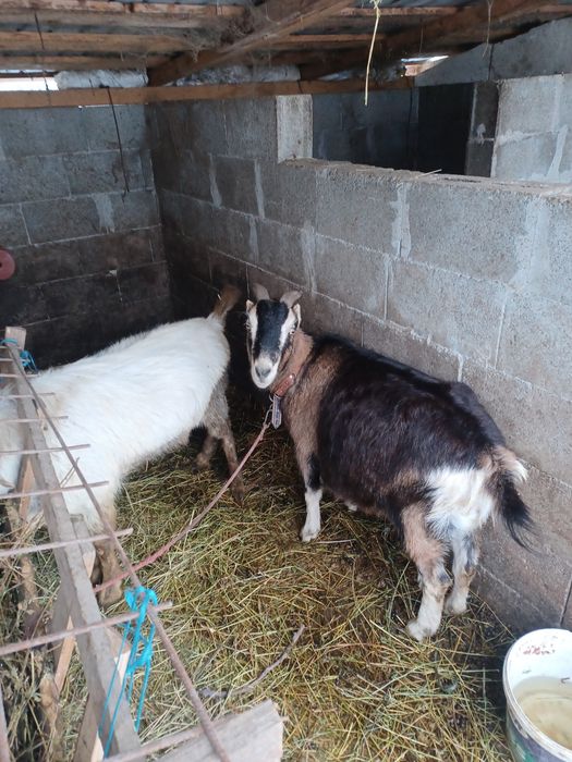 Țap vârsta 2ani montează foarte bine si capră gestanta