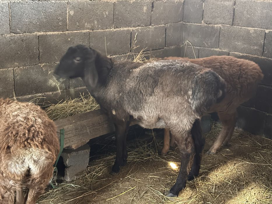 Продам баранов срочно