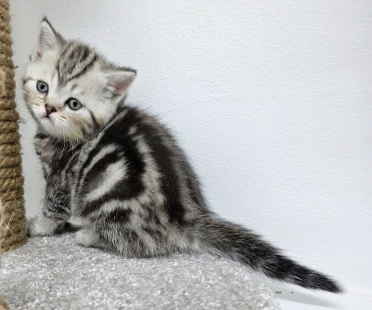 Котики шотландские.МраморНые