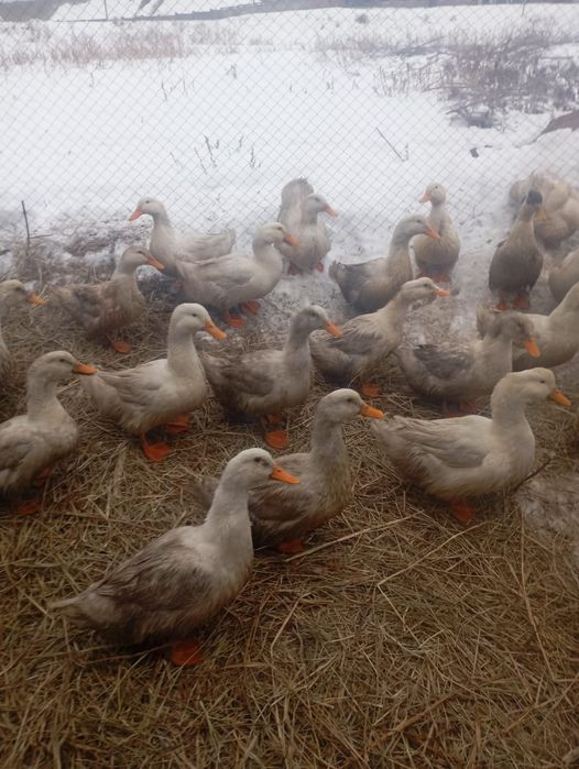 Продам уток молодых