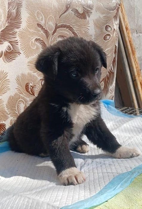 Красавицы девочки частично с лабрадором ищут дома