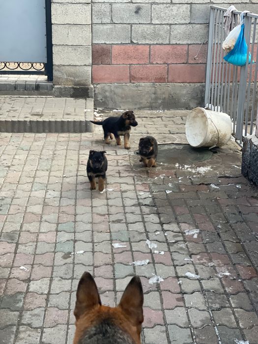 Немецкая овчарка