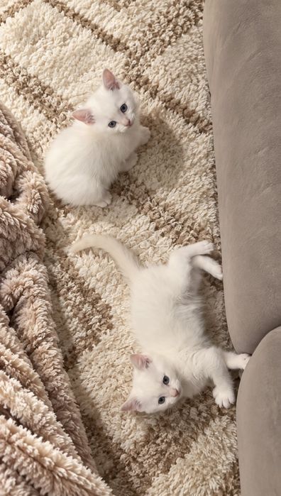 Рагдол Регдол-Ragdoll