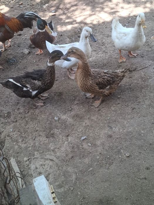 Продам Утка башкирская пекинская