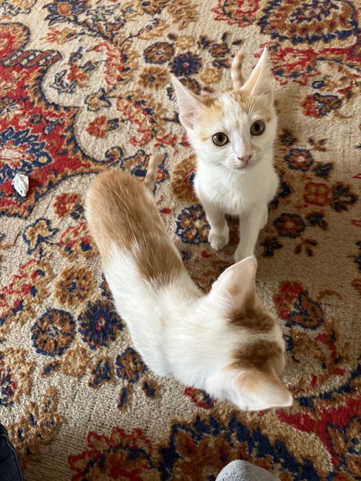 Кошки бесплатно