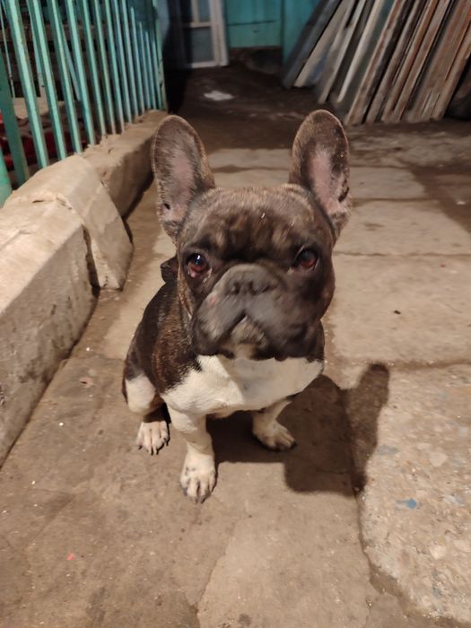 Французский бульдог щенки