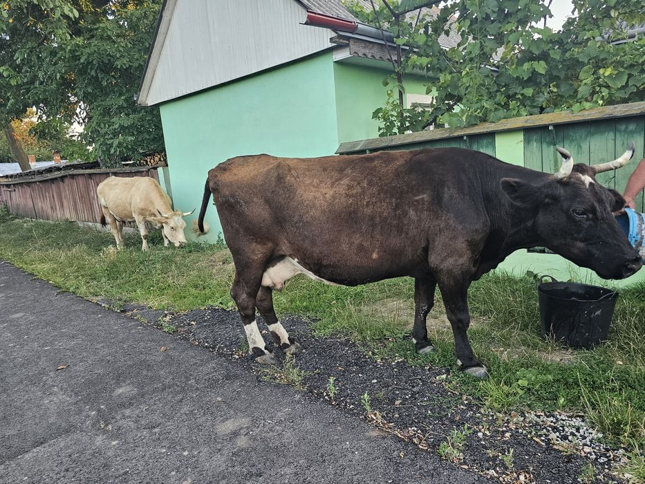 Vaca gestanta in a 9 luna