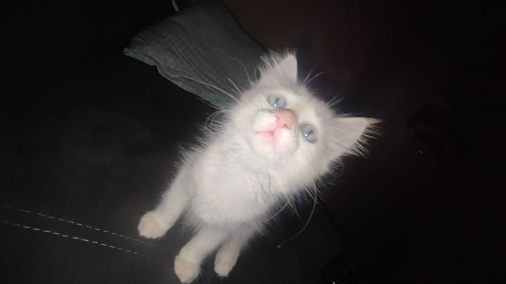 Котик в добрые руки