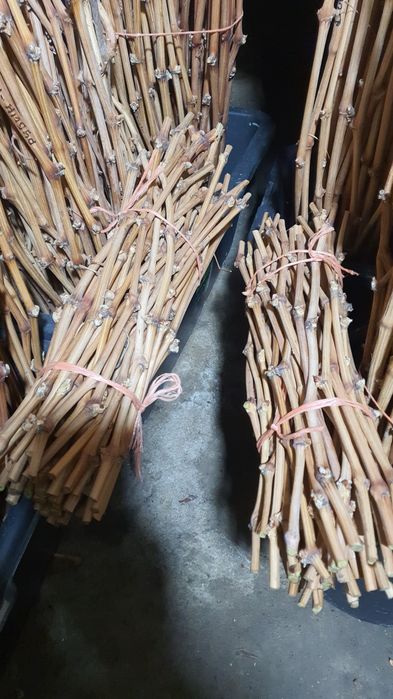 Саженцы винограда!