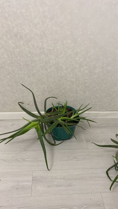 Алоэ продам с горшком  долголетник