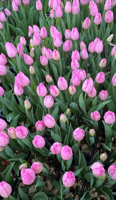 Тюльпаны по оптовой цене в розницу.