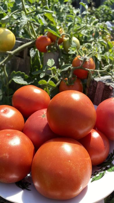 Продам помидоры домашние