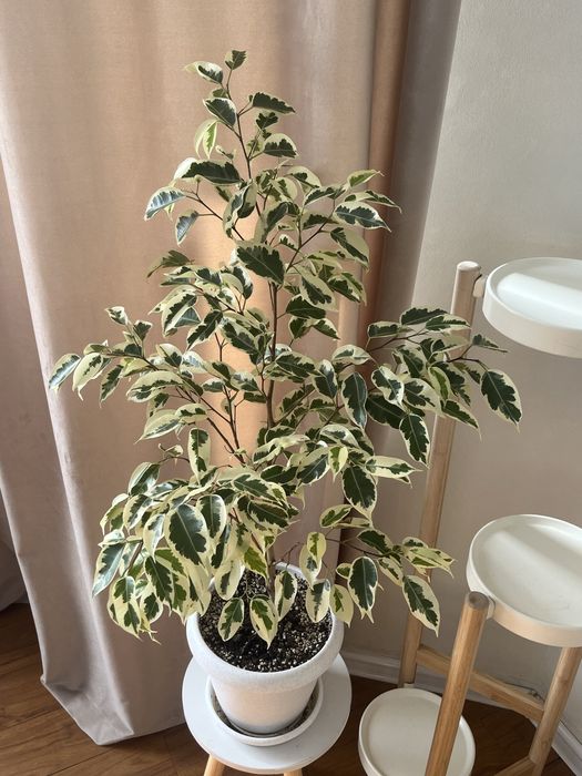 Фикус де гантель