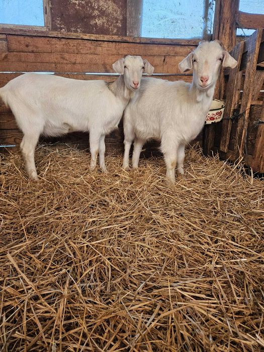 Vand iedute (surori) metis saanen/anglo- nubian varsta 10 luni