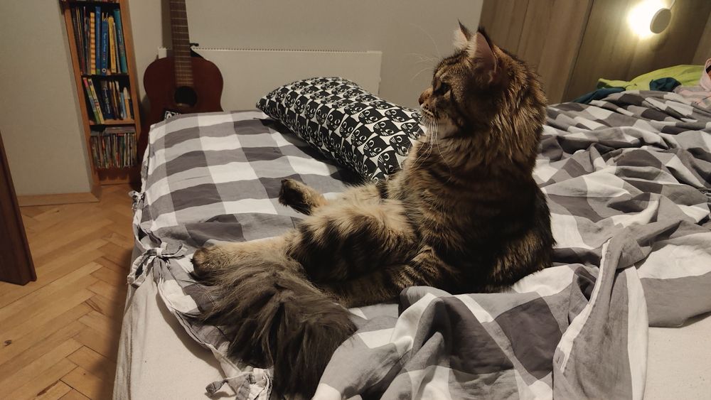 Продавам Мейн Куун на 2 години