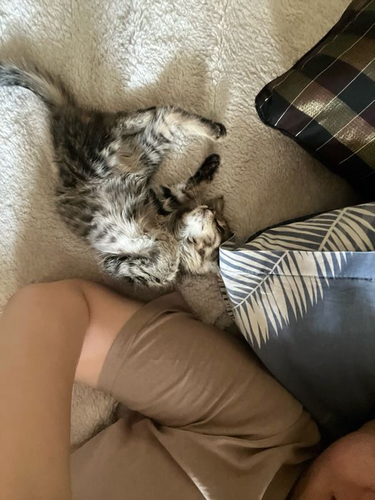 Отдается котенок в любящую семью
