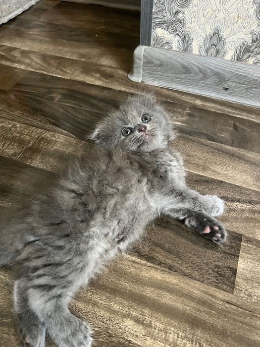 Очаровательные котята