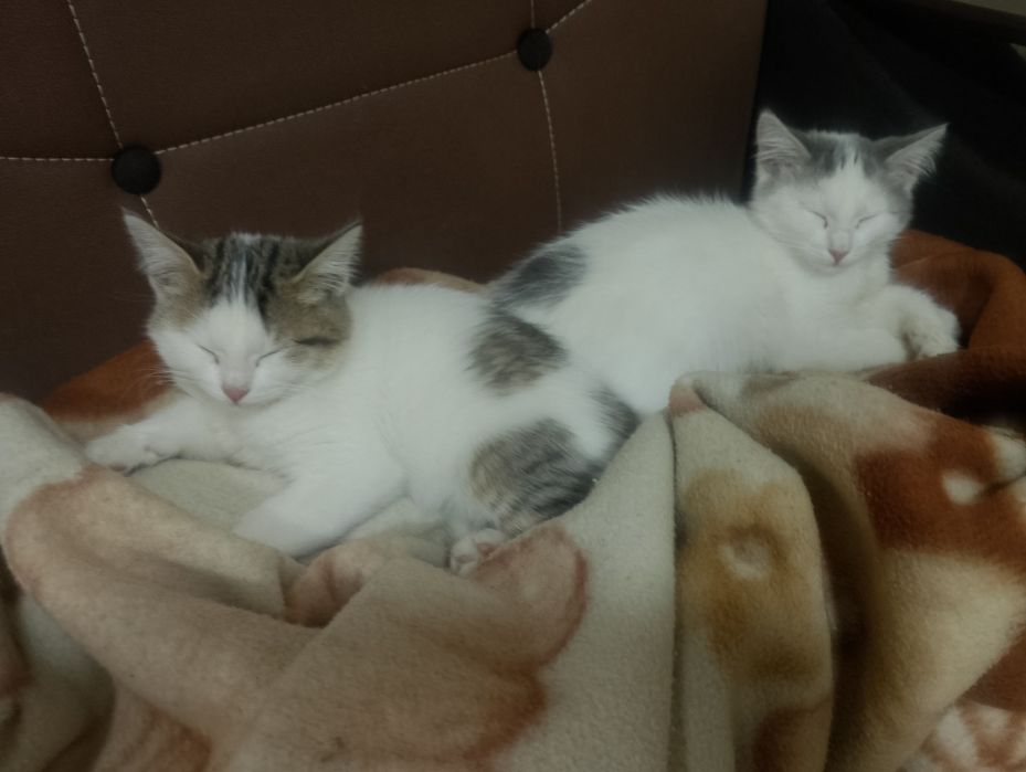 Котята даром в подарок