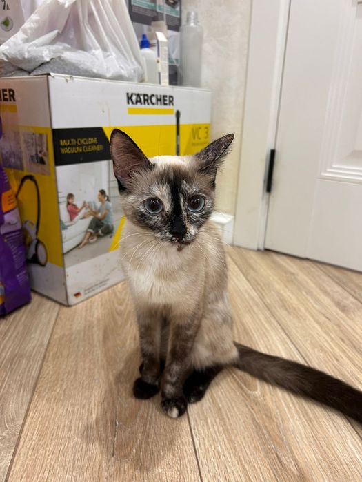 Отдам в хорошие руки кошу