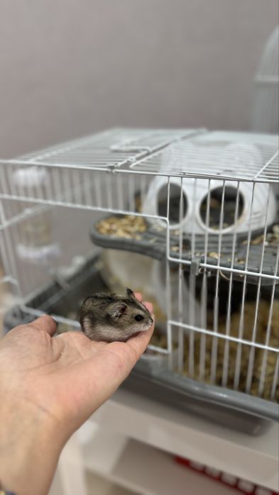 Продам хомяков (папа+мама) +2 детей