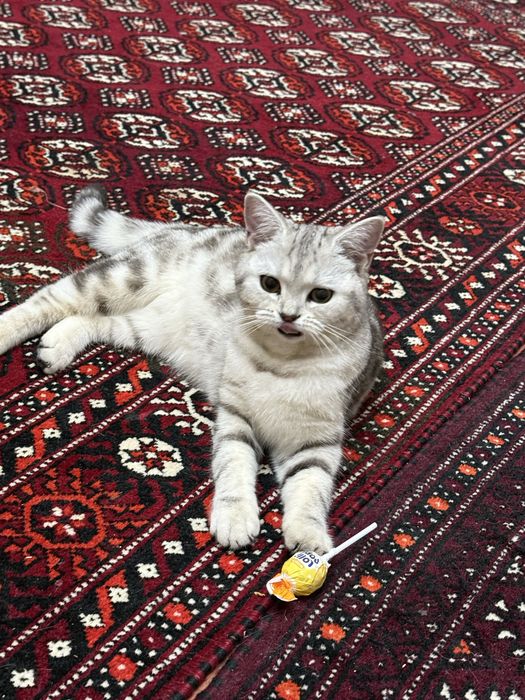 Британская кошка