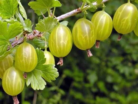 Agris Alb soiul Invicta