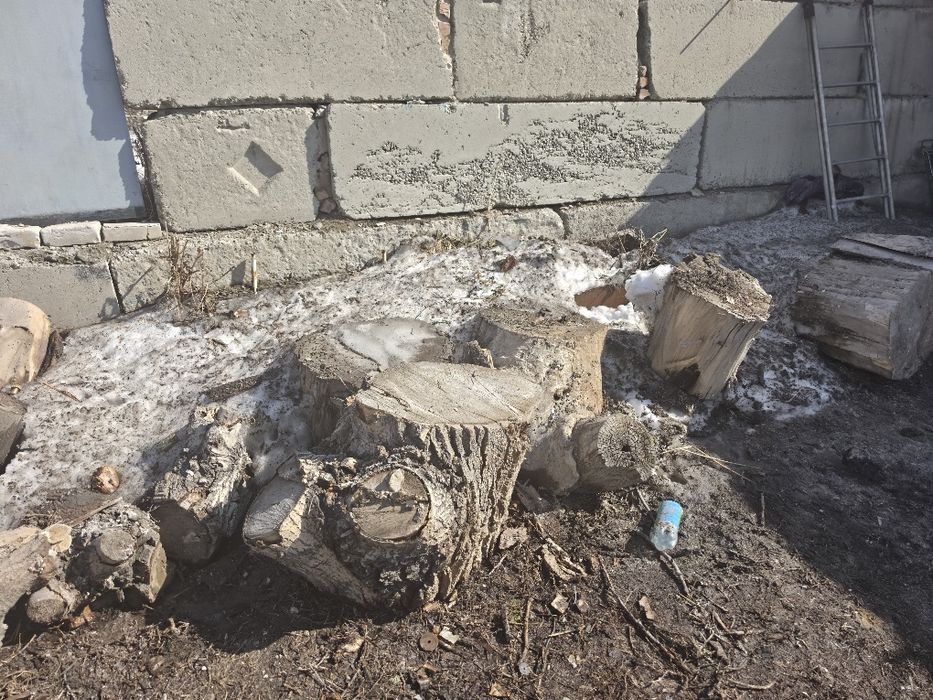 Пеньки тополь некоторые с сучками