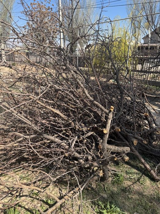 Аккуратно собранные ветки