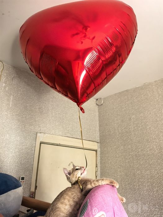 Котёнок в хорошие руки
