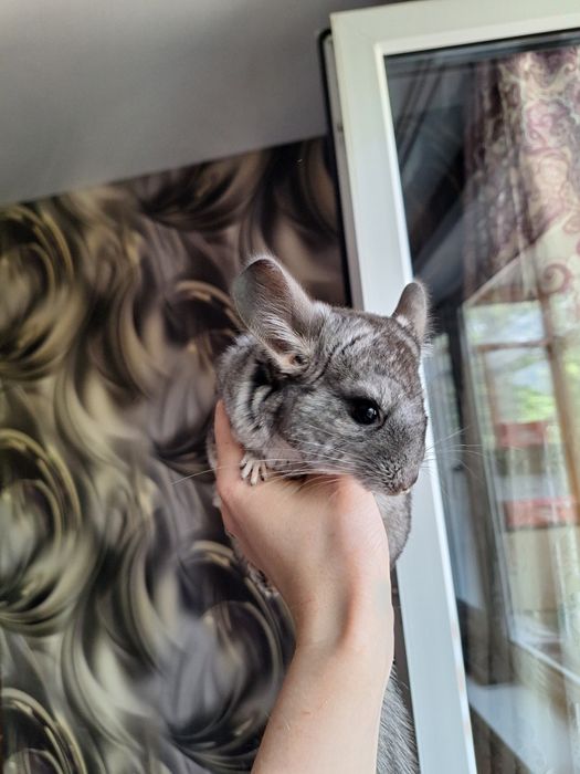 Продам шиншиллу (девочка)