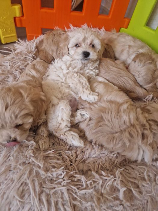 Продавам бебенца малтипу