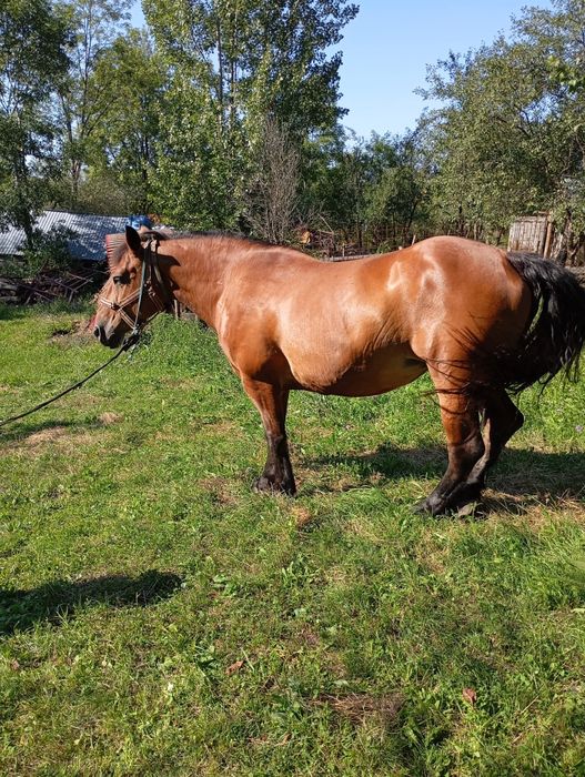 vand iapa foarte buna si ascultatoare de 8 ani