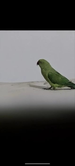 Qush  sotililadi