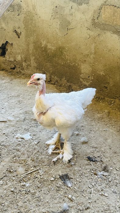 Golosheyka jujalar sotiladi 2 oylikdan oshdi