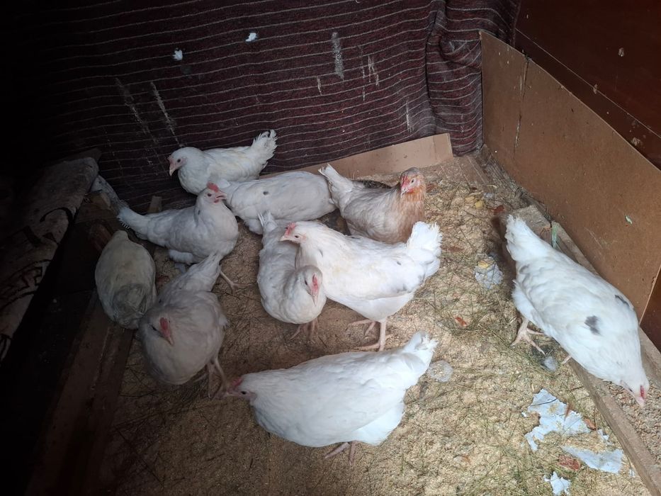 Продам куры коралл.