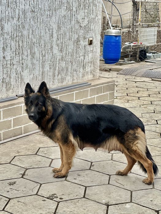 Продам щенят немецкой овчарки