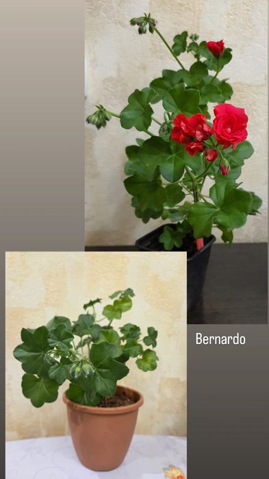 Тюльпановидные, розовидные и др. герани