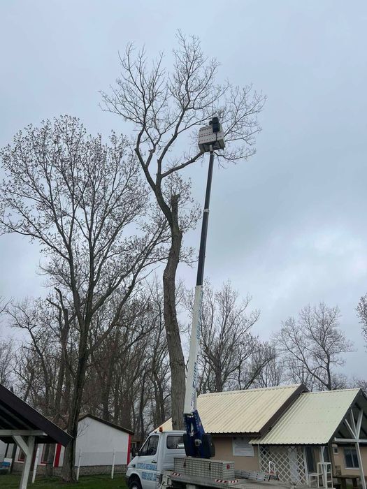 Рязане на опасни дървета и клони. Услуги със самосвал и дробилка .