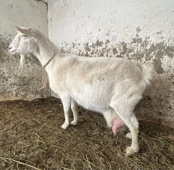 Sog’in echki sotiladi 4 litr sut beradi