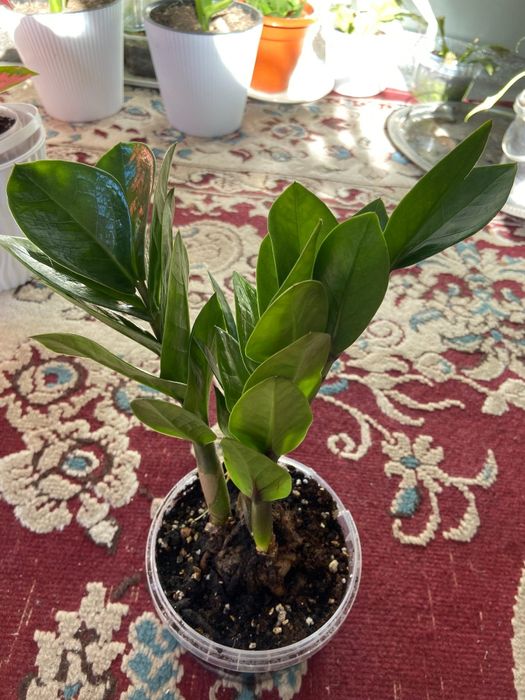 Продаётся домашние цветы