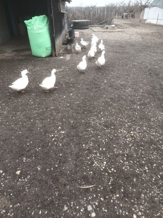 Vand rațe de carne Mulard