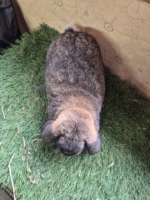 Iepuri Berbec German