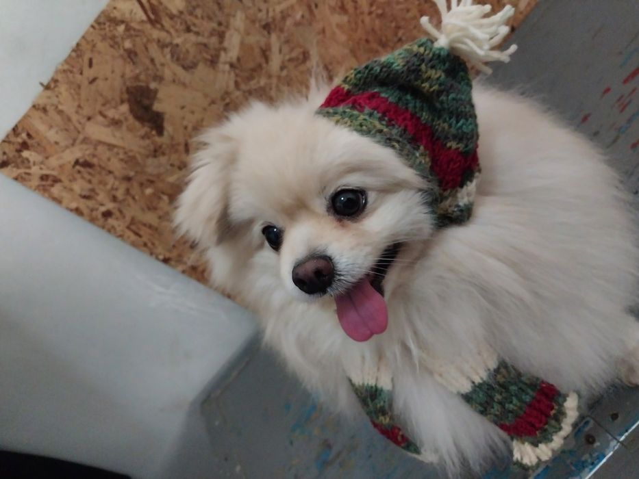 Продаётся Немецкий шпиц.