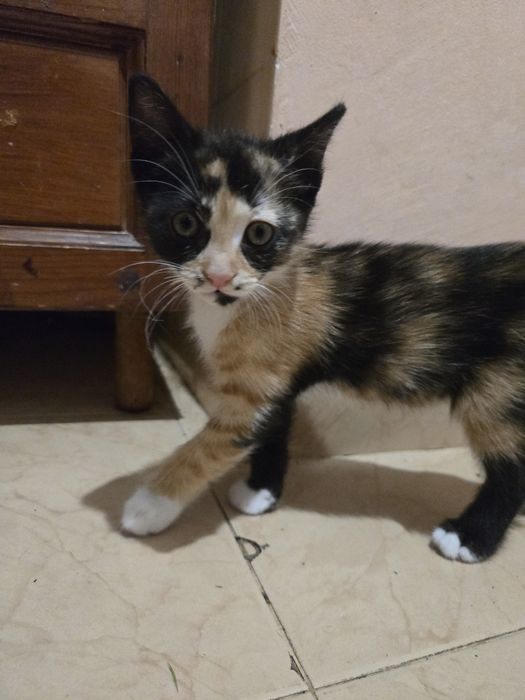 Оранжеви котенца