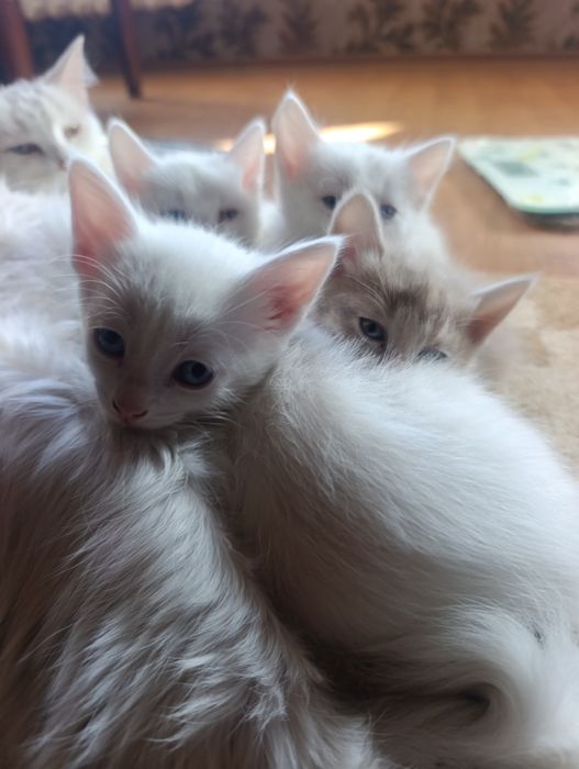 Котятки Бесплатно