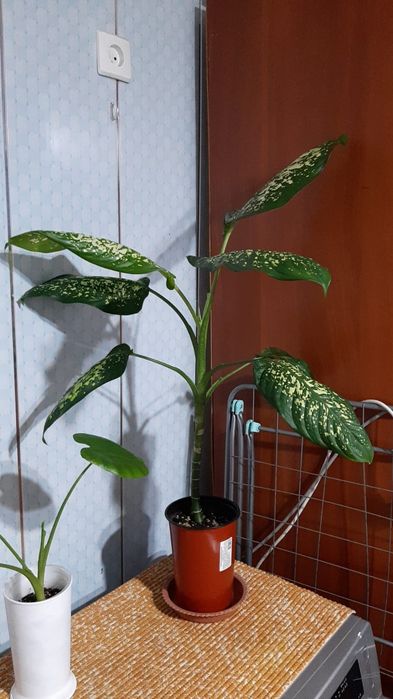 Продам цветы,отростки,недорого