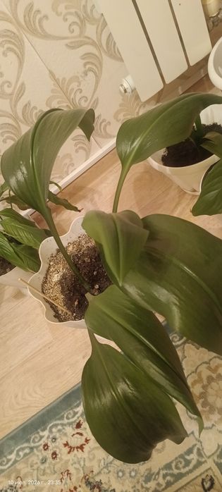 Продам 7 шт цветы в горшках